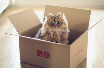 10 лайфхаков, как развлечь кошку: жить играючи!