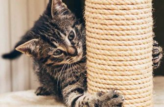 ТОП 10 лайфхаков, как сделать кота счастливым: это просто