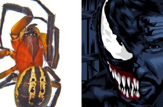 Веномус томхарди: паука назвали в честь Венома из фильмов с Томом Харди